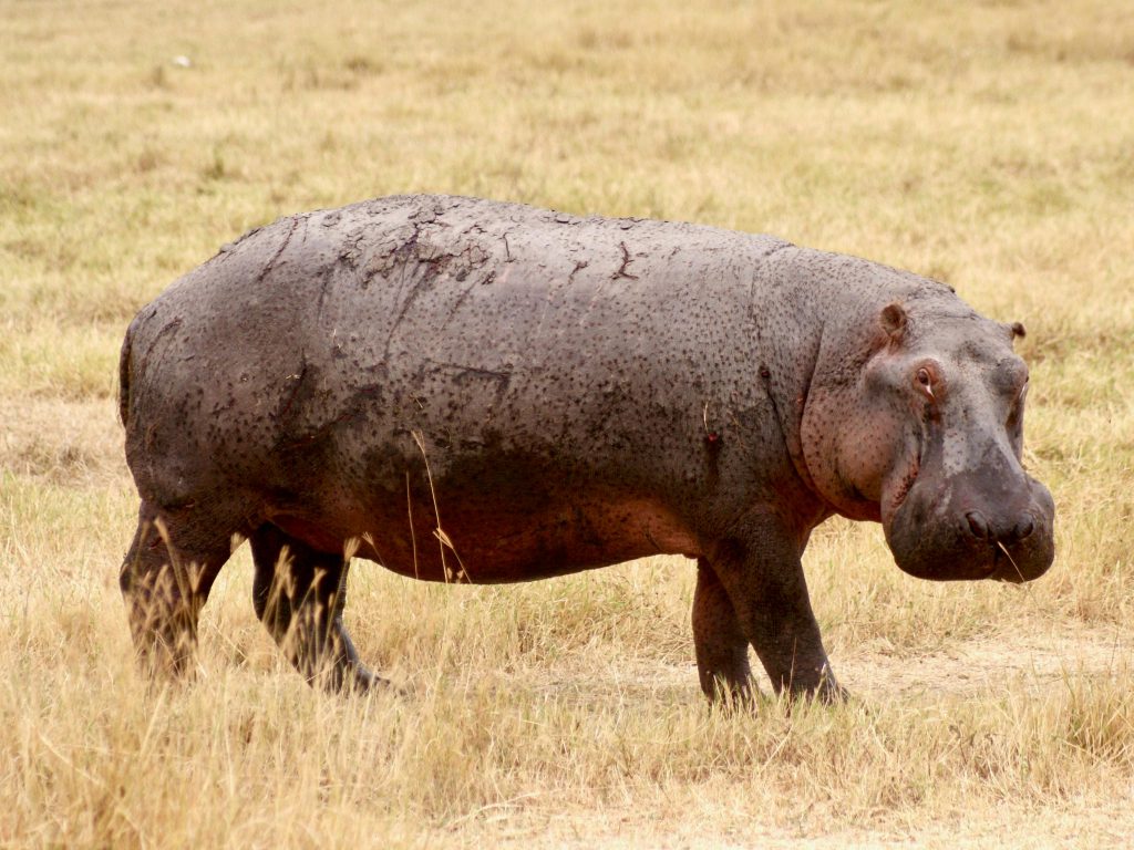Sonhar com Hipopótamos