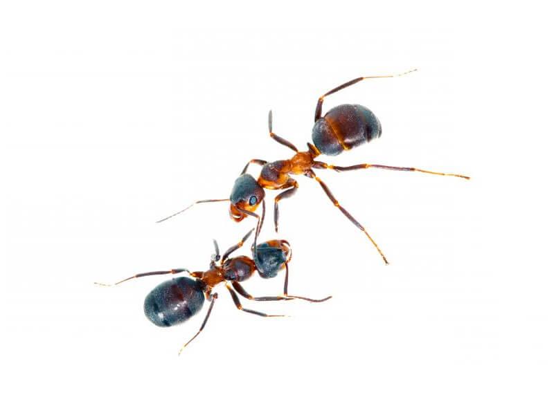 Sonhar com Formigas Coloridas