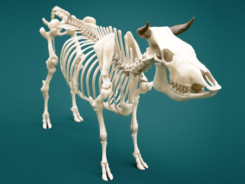 Sonhar com Ossos de Vaca