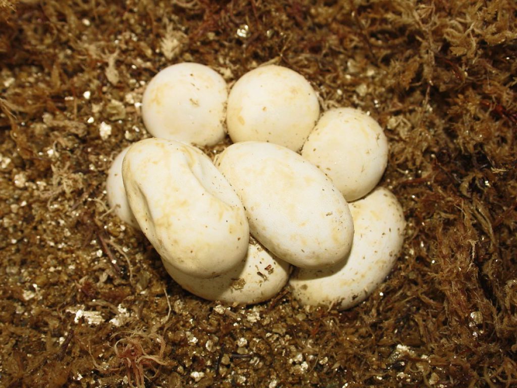 Sonhar com Ovos de Serpente