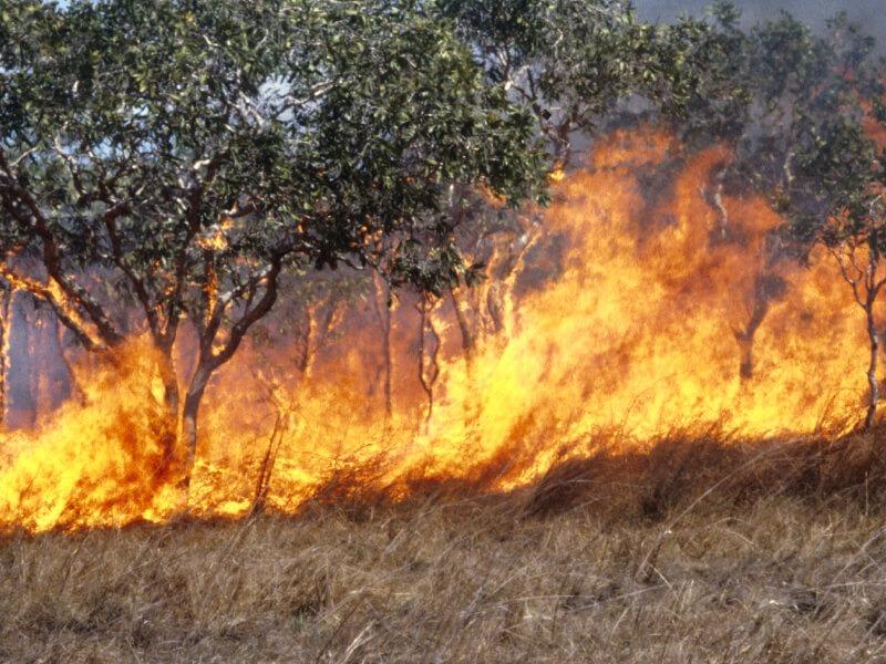 Sonhar com Incêndio em pastagens