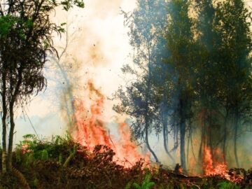 Sonhar com Incêndio em Bosque