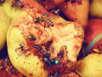 Thumbnail Sonhar com Insetos na Comida