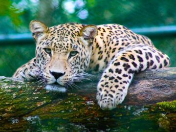 Thumbnail Sonhar com Jaguar Amarelo
