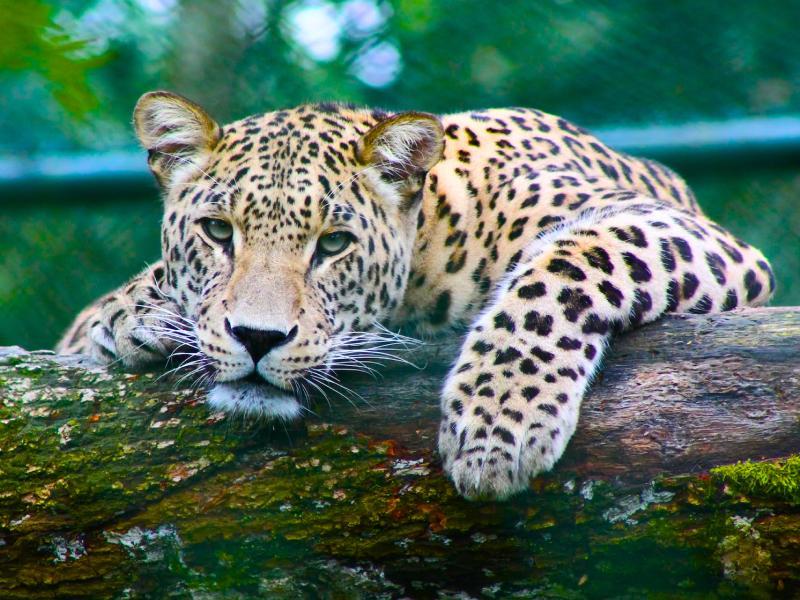 Sonhar com Jaguar Amarelo