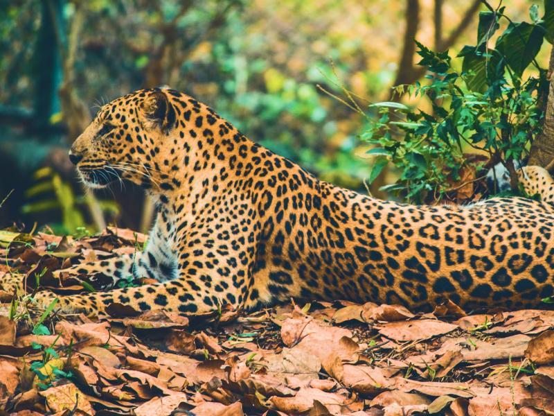 Sonhar com Amigo do Jaguar