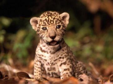 Thumbnail Sonhar com Jaguar Bebê