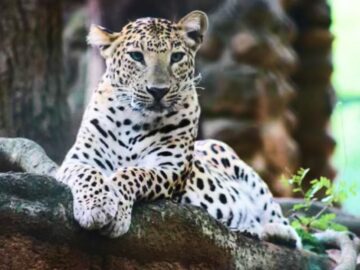 Thumbnail Sonhar com Jaguar Branco