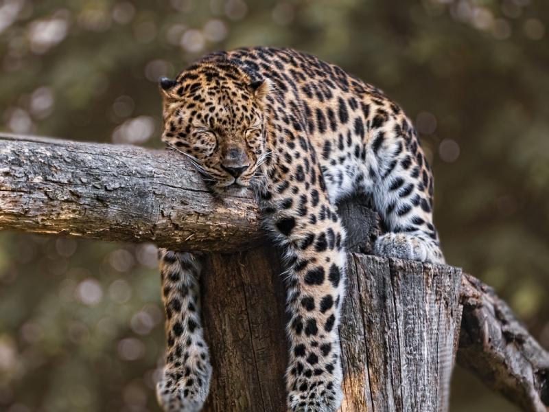 Sonhar com Jaguar Marrom