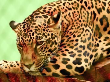 Thumbnail Sonhar com Jaguar Domesticado