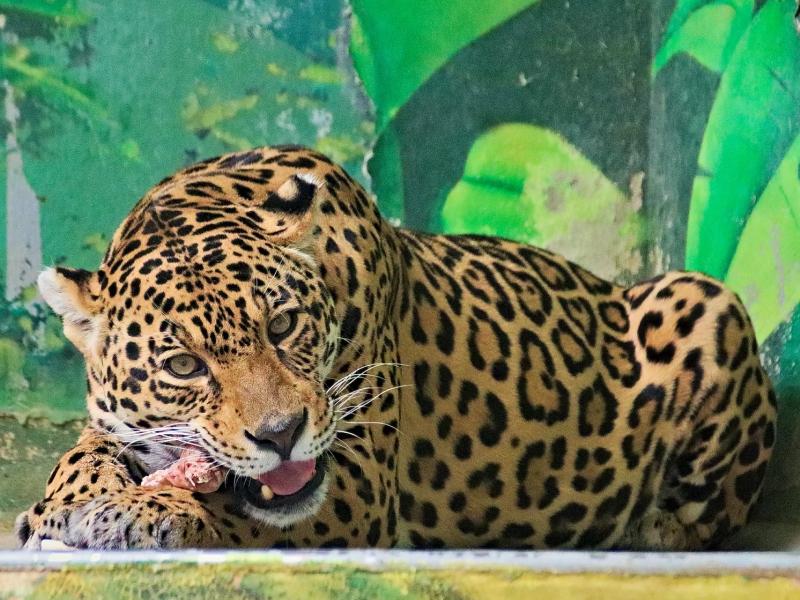 Sonhar com Jaguar Grande