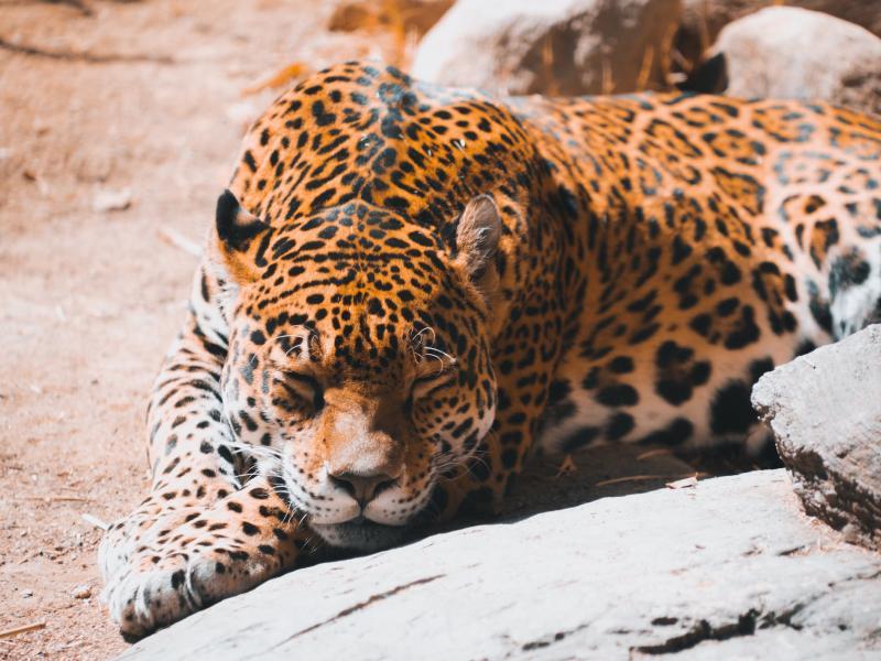 Sonhar com Jaguar Ferido