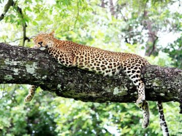 Sonhar com Jaguar Morto