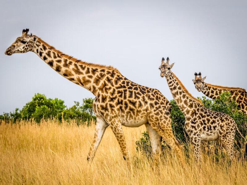 Sonhar com Girafa Amarela