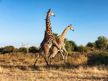 Thumbnail Sonhar com Acasalamento de Girafas