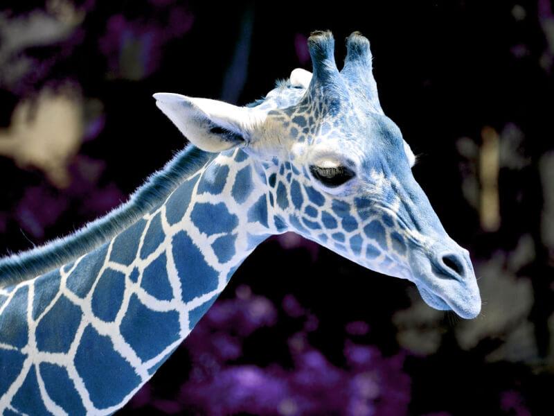 Sonhar com Girafa Azul