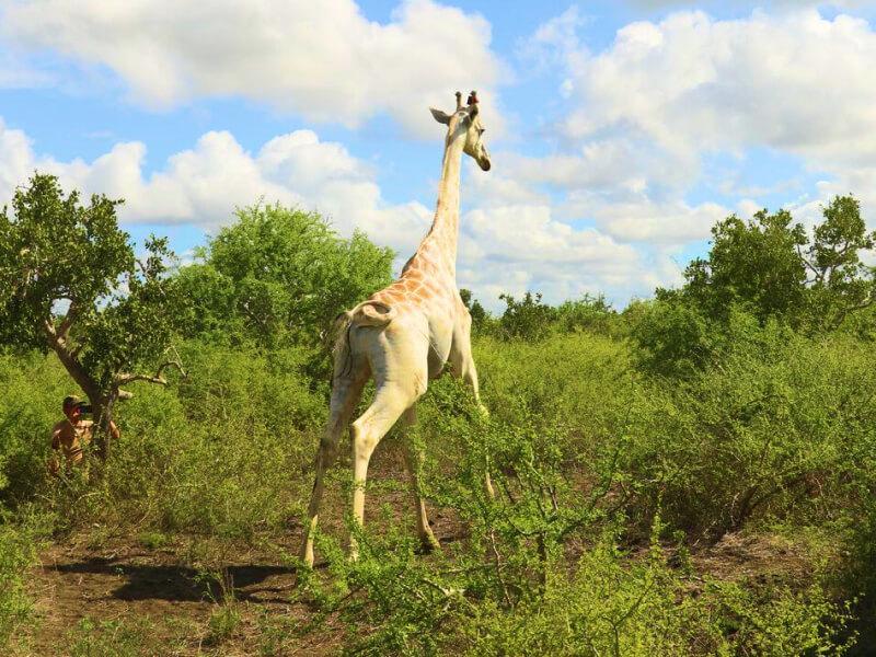 Sonhar com Girafa branca