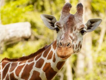 Thumbnail Sonhar com Girafa Bonita