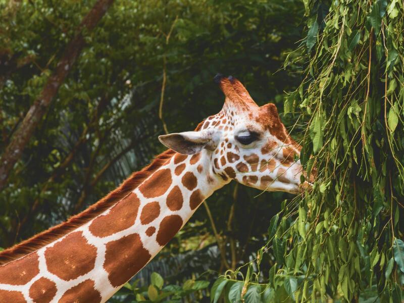 Sonhar com Girafa Comendo