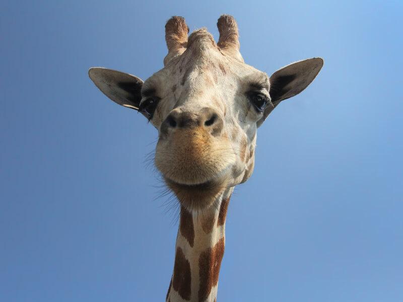 Sonhar com Girafa com Chifres