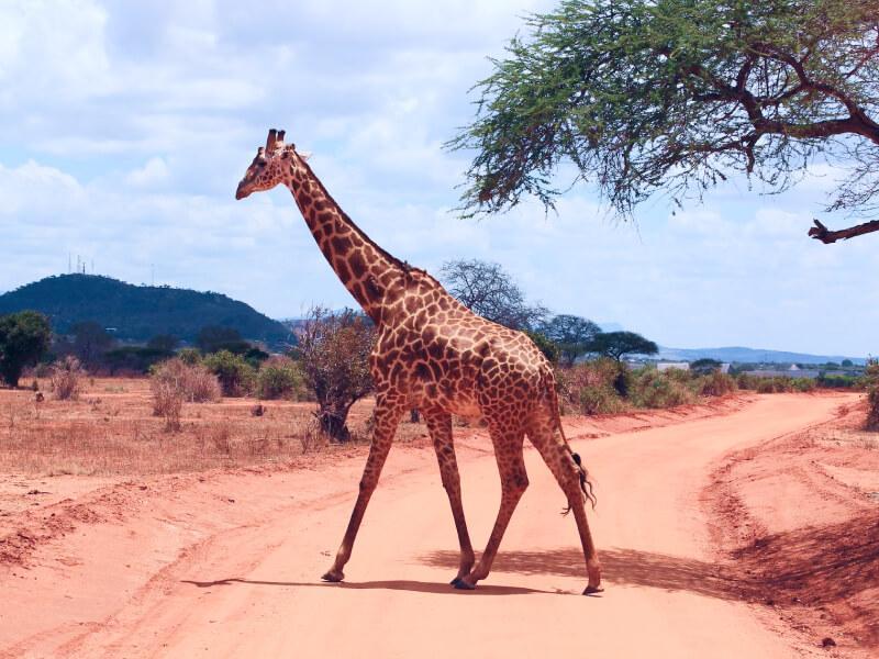 Sonhar com Girafa Gigante