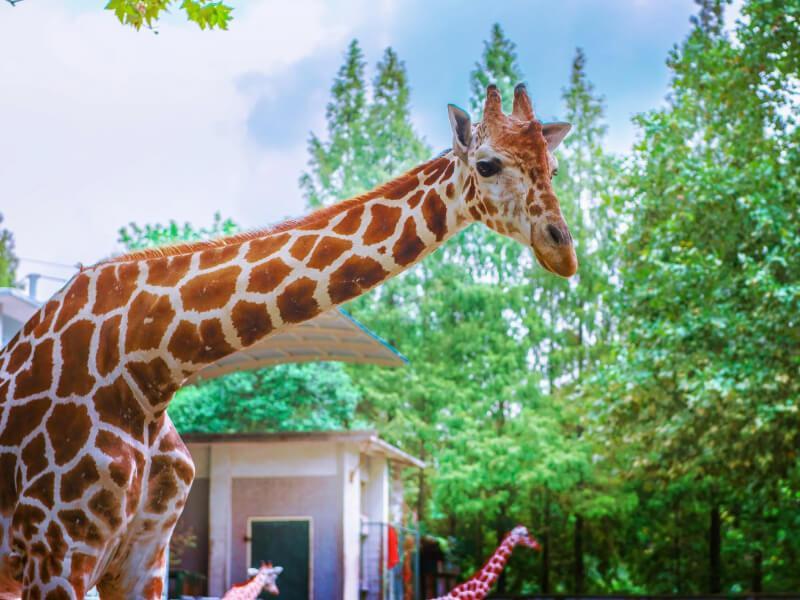 Sonhar com Girafa Grande