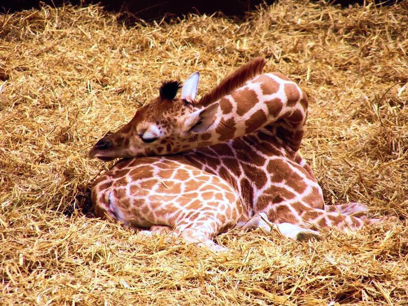 Sonhar com Girafa Morta