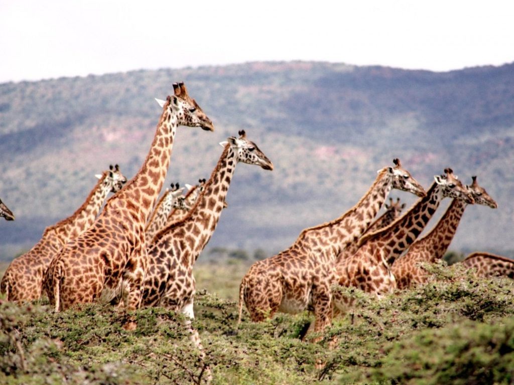 Sonhar com Girafa