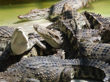 Thumbnail Sonhar com Lagoa com Crocodilos