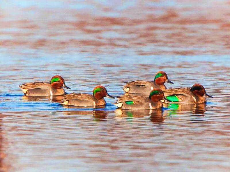 Sonhar com Lagoa dos Patos