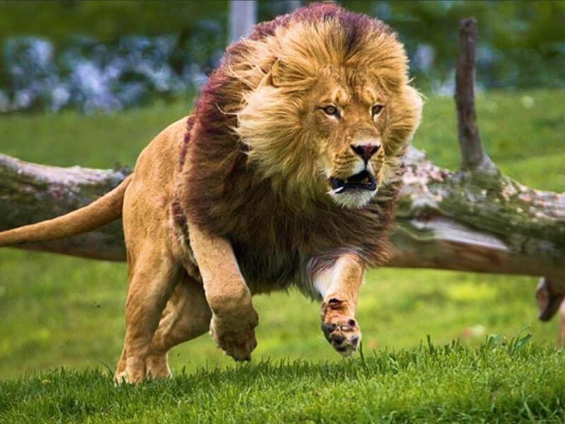 Sonhar com Leão Agressivo