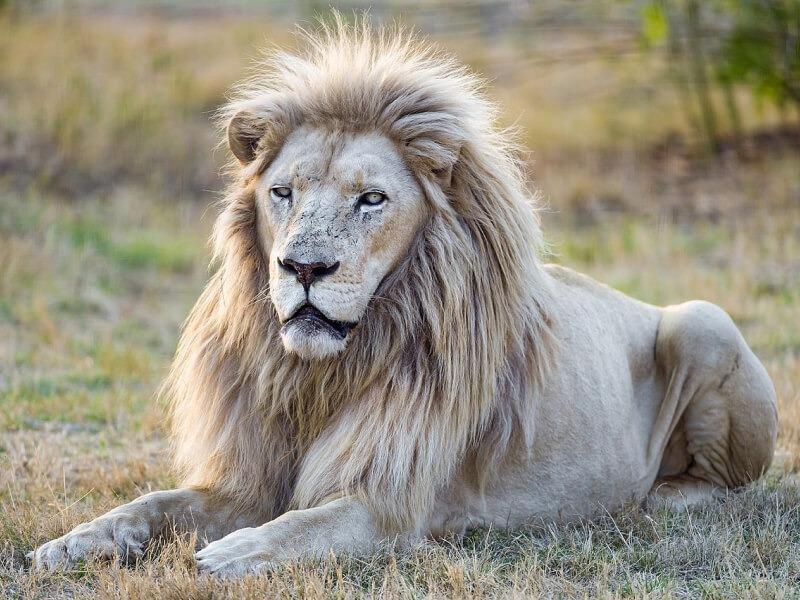 Sonhar com Leão Albino