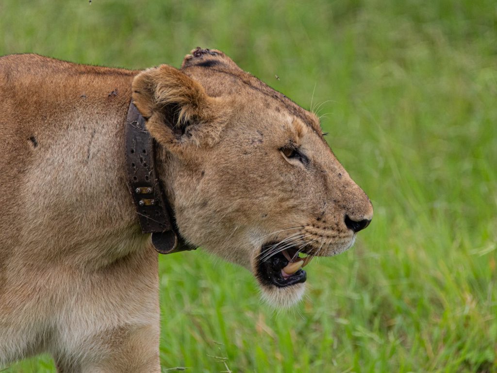 Sonhar com Leões Amarrados