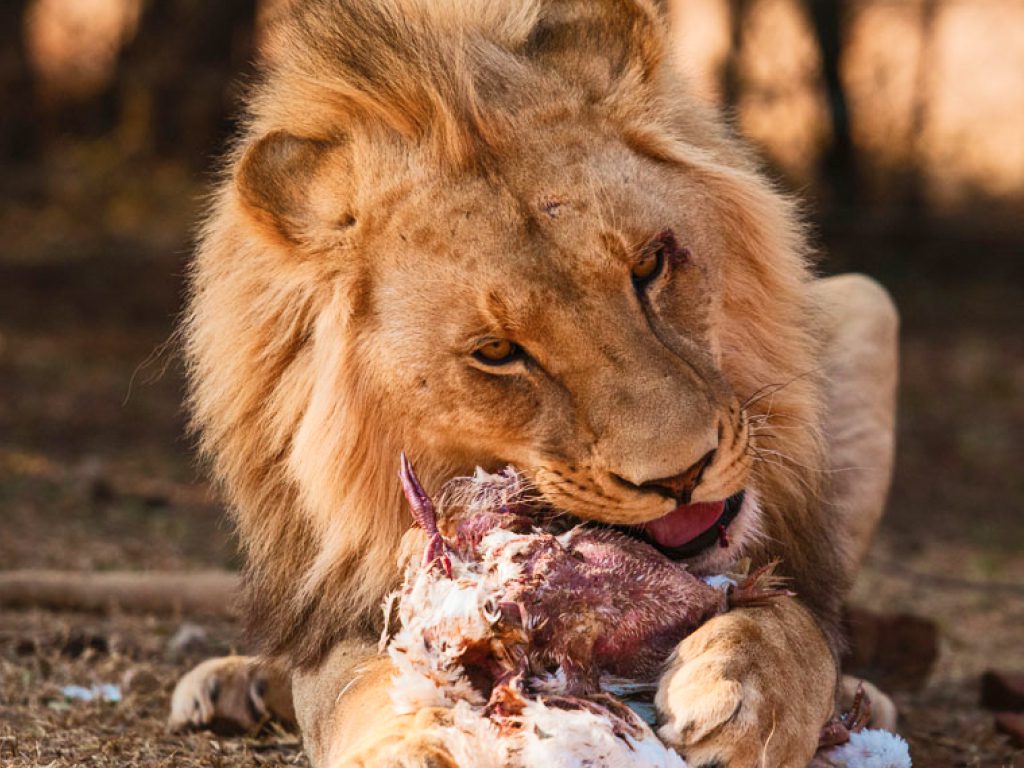 Sonhar com Comendo Leões