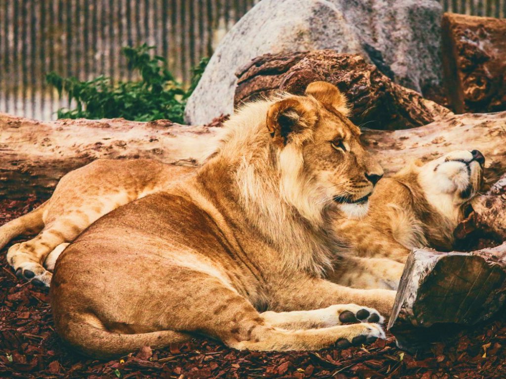 Sonhar com Leões e Tigres