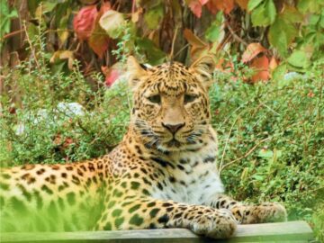 Thumbnail Sonhar com Leopardo Amarelo