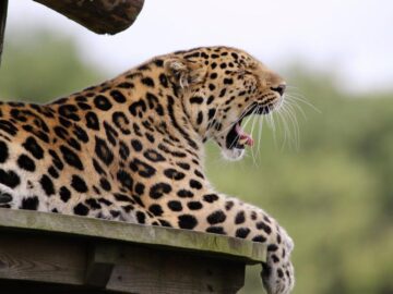 Thumbnail Sonhar com Leopardo Atacando
