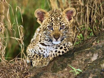 Thumbnail Sonhar com Bebê Leopardo
