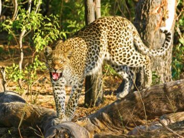 Thumbnail Sonhar com Leopardo Marrom