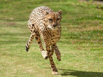 Thumbnail Sonhar com Leopardo Correndo