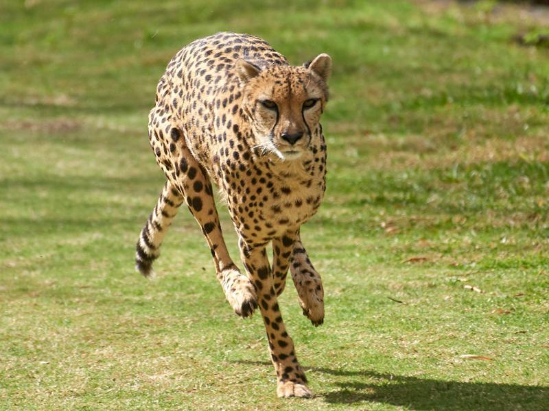 Sonhar com Leopardo Correndo
