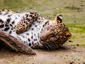 Thumbnail Sonhar com Leopardo de Estimação
