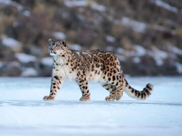 Thumbnail Sonhar com Leopardo da Neve