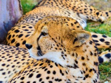 Thumbnail Sonhar com Leopardo no Trabalho