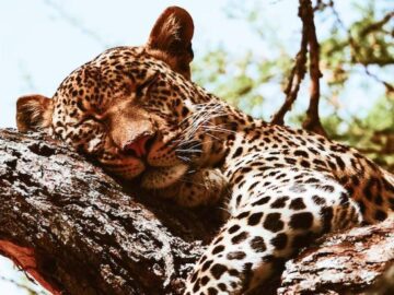 Thumbnail Sonhar com Leopardo na Casa