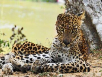 Thumbnail Sonhar com Leopardo Doente
