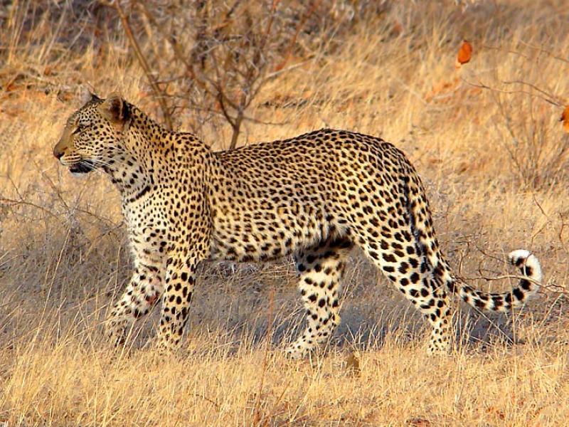 Sonhar com Grande Leopardo