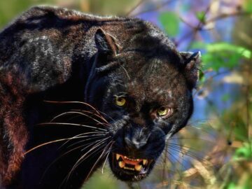 Thumbnail Sonhar com Leopardo Preto