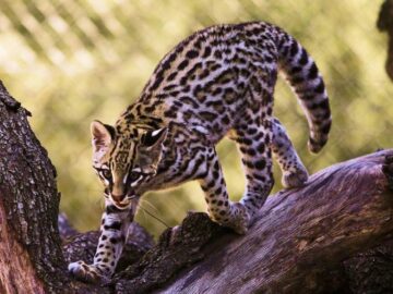 Thumbnail Sonhar com Leopardo Pequeno