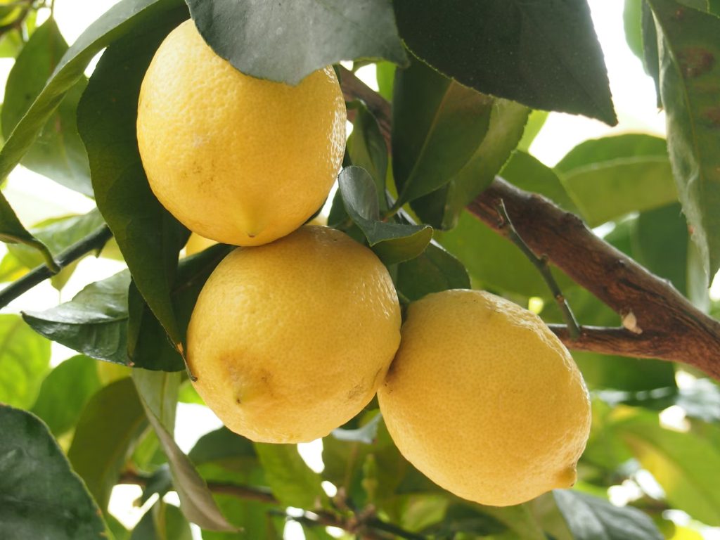 Sonhar com Limão Grande